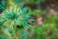 Green  prickly branches of a fur-tree or pine. Fluffy fir tree branch close up. background blur Royalty Free Stock Photo