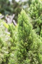 Green prickly branches of a fur-tree or pine tree Royalty Free Stock Photo
