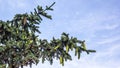 green prickly branches of spruce or pine against Royalty Free Stock Photo