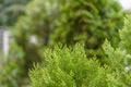 Green prickly branches of a tree or pine background Royalty Free Stock Photo