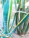 Green prickly cactus Cereus repandus and agave, cadushi cactus