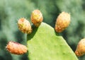 Green prickly cactus leaves.