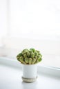 Green prickly cactus on a light background. Royalty Free Stock Photo