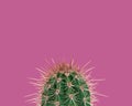 Green prickly cactus on a pink background Royalty Free Stock Photo