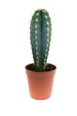 Green prickly cactus in pot Royalty Free Stock Photo