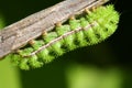 Green prickly caterpillar
