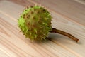 Green prickly fruit of the horse chestnut tree