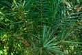 Green prickly palm leaves. Natural Green Background. Royalty Free Stock Photo