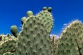 Green prickly pear cactus against a blue sky, tropical summer plant