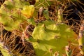 Green Prickly Pear Cactus Leaf