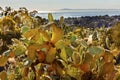 Green Prickly Pear Cactus Morning Pacific Ocean Landscape Channel Islands Santa Barbara California Royalty Free Stock Photo