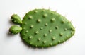 Green prickly pear cactus pad with small buds rests on a clean white surface. Its flat leaf shape has many sharp spines and is Royalty Free Stock Photo