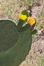 Prickly pear cactus flower blossoms