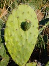 Green Prickly Pear Fruit Royalty Free Stock Photo