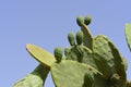 Green prickly pear stands outdoors against a blue sky in summer Royalty Free Stock Photo