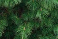 Green prickly of pine tree branches, background Royalty Free Stock Photo