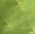 Macro Close-Up of Green Cactus Skin Texture Royalty Free Stock Photo