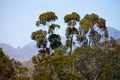 Green is the prime color of the world. Shot of tall trees growing in front of a mountain.