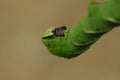 Green privet hawk moth / Sphinx ligustri caterpillar Royalty Free Stock Photo