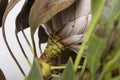 Green protea flower sepal close up still