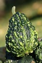 Green pumpkin Royalty Free Stock Photo