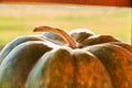 Green pumpkin with dry tail at sunny day.