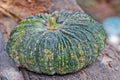 Green pumpkin fruit