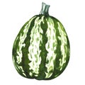 Green pumpkin gourd