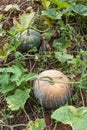 Green pumpkin growing on the vegetable patch