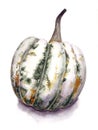 Green pumpkin isolated on white background. Botanical art. Hand drawn watercolor illustration. Watercolour painting. Aquarelle