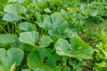 Green pumpkin leaves Royalty Free Stock Photo