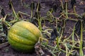 green pumpkin lying in the garden after frost Royalty Free Stock Photo