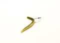 Green pumpkin plastic worm hooked in weedless bait holder hook isolated on white Royalty Free Stock Photo