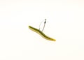 Green pumpkin plastic worm hooked in weedless bait holder hook isolated on white Royalty Free Stock Photo