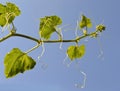 Green pumpkin scions Royalty Free Stock Photo