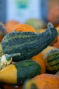 Green Pumpkin on top of others Royalty Free Stock Photo