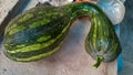 Green pumpkin from vegetable garden in quitnal in Jardim das Oliveiras countryside.