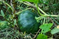 Green pumpkin is a versatile and nutritious vegetable