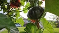 green pumpkin vine with its fruit hanging on the stem. Royalty Free Stock Photo