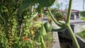 green pumpkin vine with its fruit hanging on the stem. Royalty Free Stock Photo