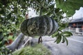 green pumpkin vine with its fruit hanging on the stem. Royalty Free Stock Photo