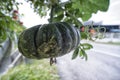 green pumpkin vine with its fruit hanging on the stem. Royalty Free Stock Photo