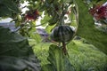 green pumpkin vine with its fruit hanging on the stem. Royalty Free Stock Photo