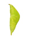 A green pupa of the great orange tip butterfly isolated on white background.