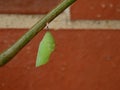 Green pupa of a rusty tipped page butterfly spiroeta epaphus with orange background
