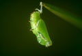 Green Pupa Stage in the life cycle of a butterfly, Spotted rustic is undergoing complete metamorphosis to emerge as a beautiful Royalty Free Stock Photo