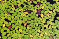Green and purple aquatic plants cover the surface of a sunny pond Royalty Free Stock Photo