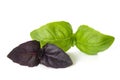 Green and purple basil Royalty Free Stock Photo