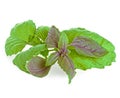 Green and purple basil Royalty Free Stock Photo