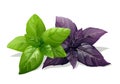 Green And Purple Basil Isolated On White Background